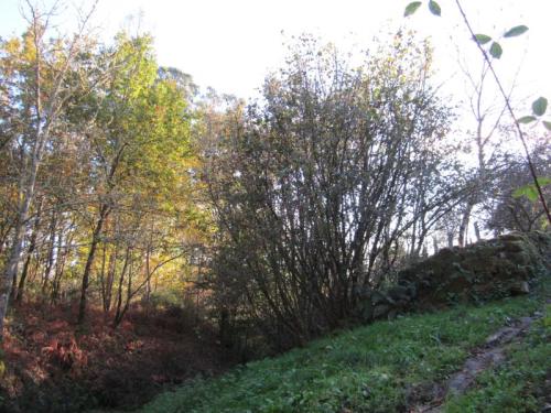 AVELENDA                                                                               IMG_2948