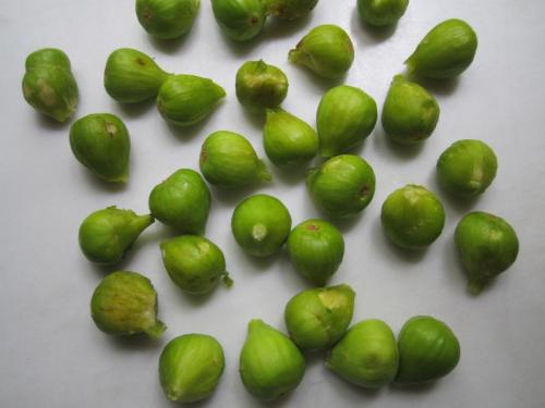 figos de capa rotaIMG_1924