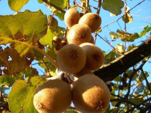 kiwis1