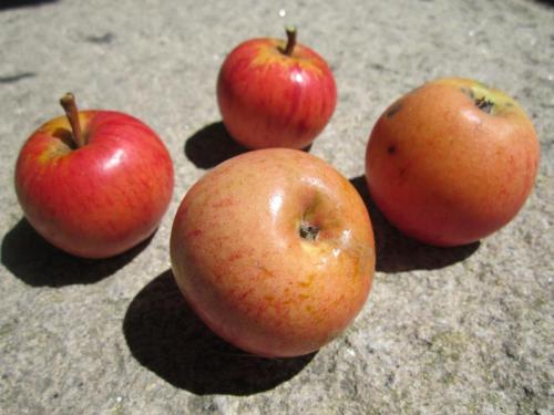 MAZANS DA VINDIMAIMG_1888