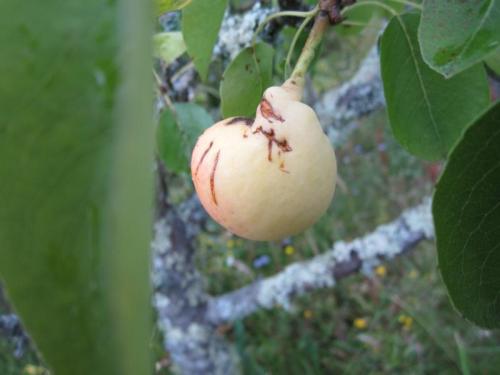 san joan peros 100IMG_1731