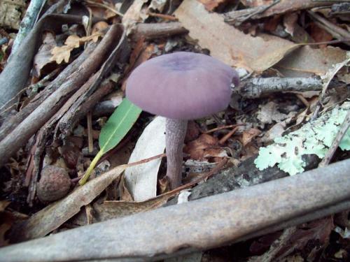 TOOOO915                                                  100_0487