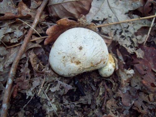 TOOOO917                                                100_0491