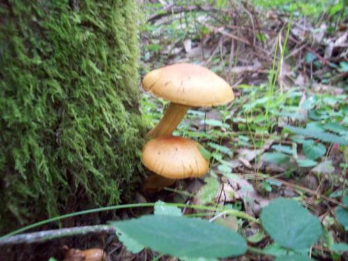 TOOOO921                                                                 100_0510