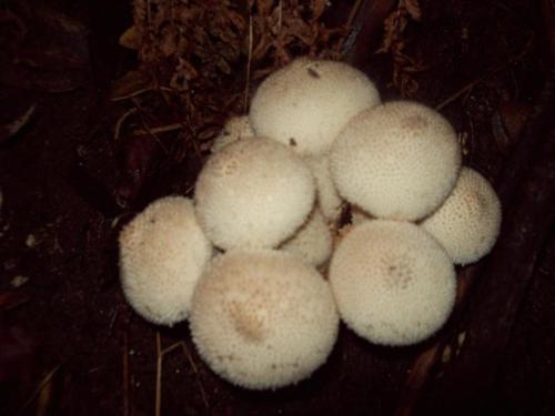 TOOOO929                                           100_0563