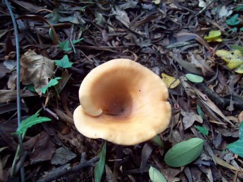 TOOOO932                                                    100_0627