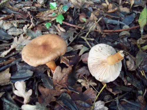 TOOOO950                                              100_0647