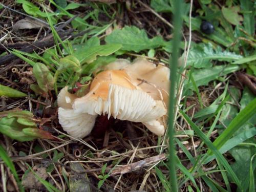 TOOOO958                                                         100_0655