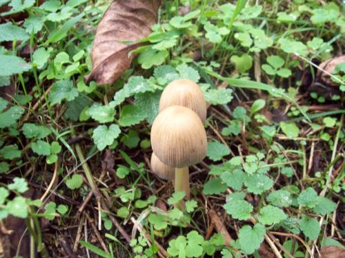 TOOOO959                                                  100_0656