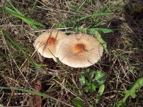 TOOOO964                                      100_0661