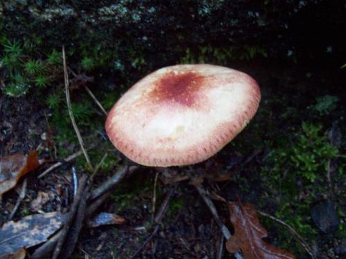 TOOOO966                                                    100_0671