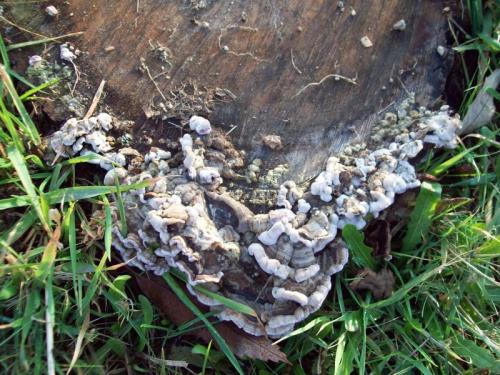 TOOOO972                                                           100_0707