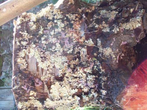 TOOOO9O5                                      100_0444