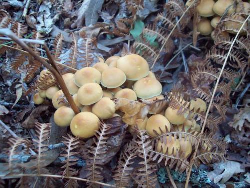 TOOOO9O7                                      100_0478