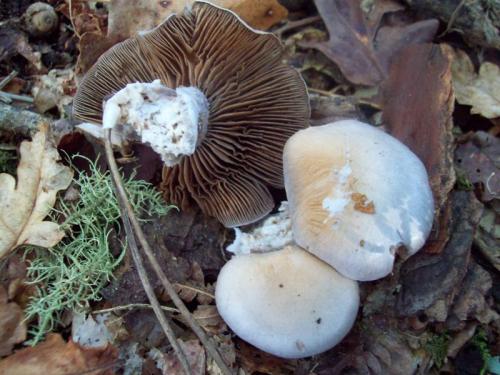 TOOOO9O8                                    100_0480