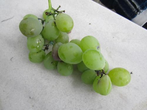 UVAS DE COMERIMG_1997