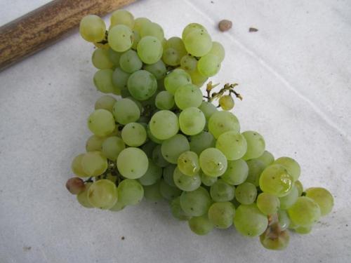 uvas xeresIMG_1998