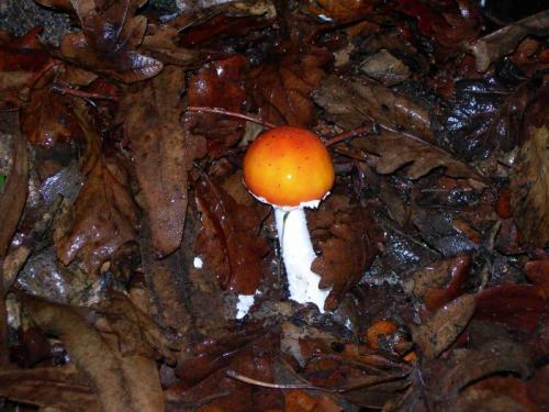 WOO11                                                                                                      amuscaria1a