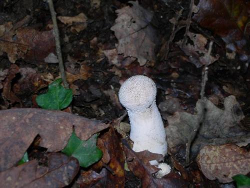 WOO111                                                                                 licoperdom1