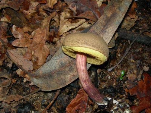 WOO14                                                                                boletus