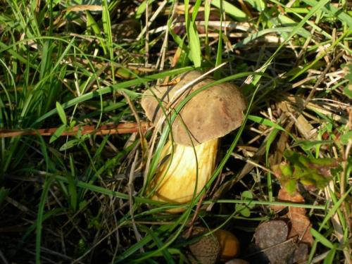 WOO16                                                                                    boletusedulis1