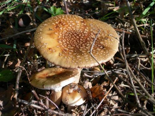 WOO1O                                                                                                 amrubescens3