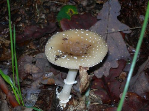 WOO1O2                                                                    ampanterina1