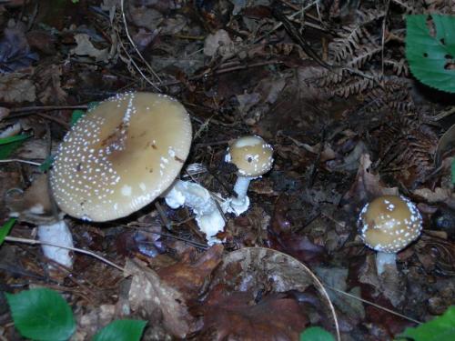 WOO1O3                                                                                   ampanterina2