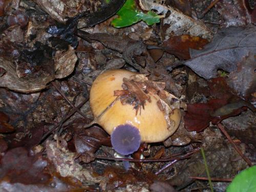 WOO2                                                                                    ametistina1