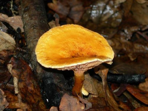 WOO21                                                                                   caurantiaca1