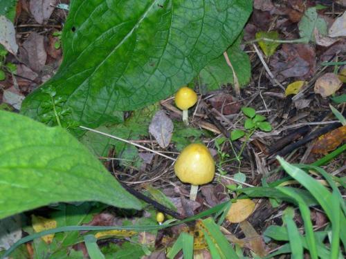 WOO23                                                                                                         cogumelo13