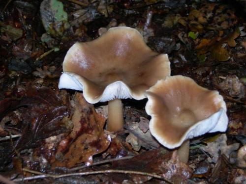 WOO29                                                                          cogumelo23 (14)