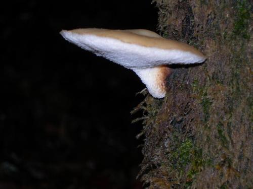 WOO2O                                                                          carballo2