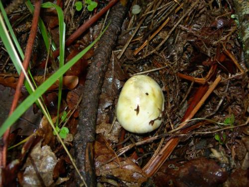 WOO3                                                                                            amfaloides1