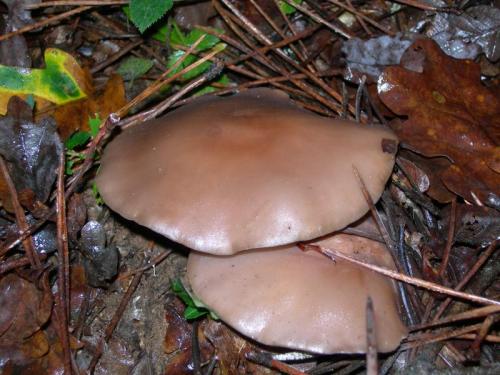 WOO31                                                                             cogumelo24