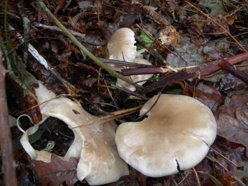 WOO34                                                               cogumelo31