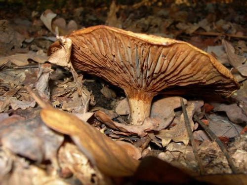 WOO35                                                                       cogumelo33