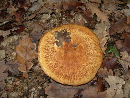 WOO36                                                                                         cogumelo34