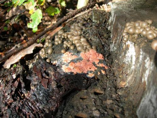 WOO39                                                                           cogumelos1