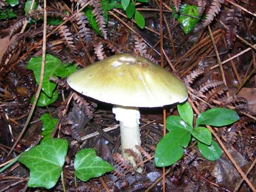 WOO4                                                                                              amfaloides2