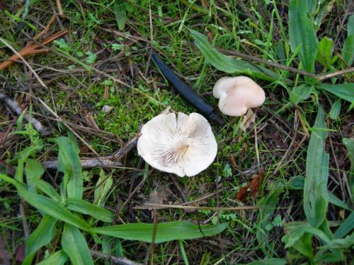 WOO42                                                                                        cogumelos8