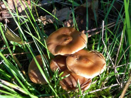 WOO44                                                                              cogumelos11