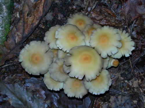 WOO46                                                                   cogumelos14