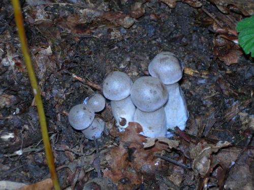 WOO47                                                                         cogumelos15