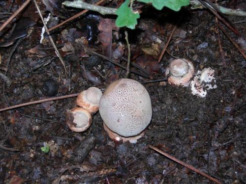 WOO48                                                                       cogumelos16