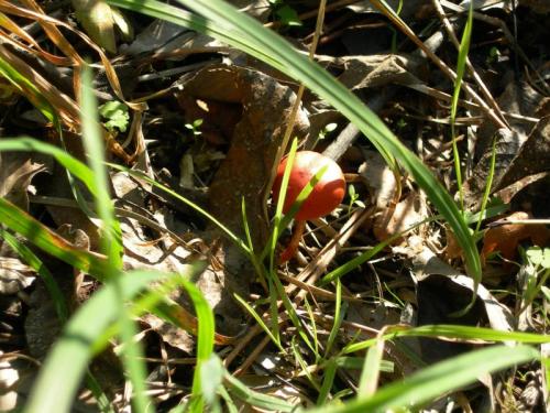 WOO49                                                                            cogumelovermello1