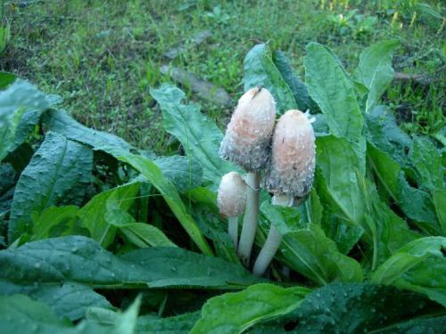 WOO49                                                                            coprinus1