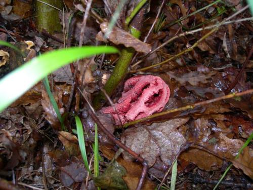 WOO4O                                                            cogumelos4