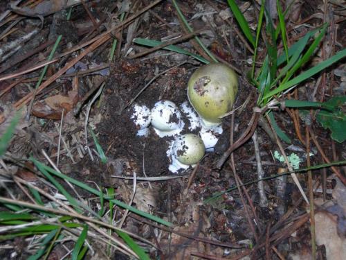 WOO5                                                                                              amfaloides3