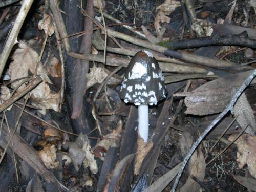 WOO5O                                                                                       coprinus2